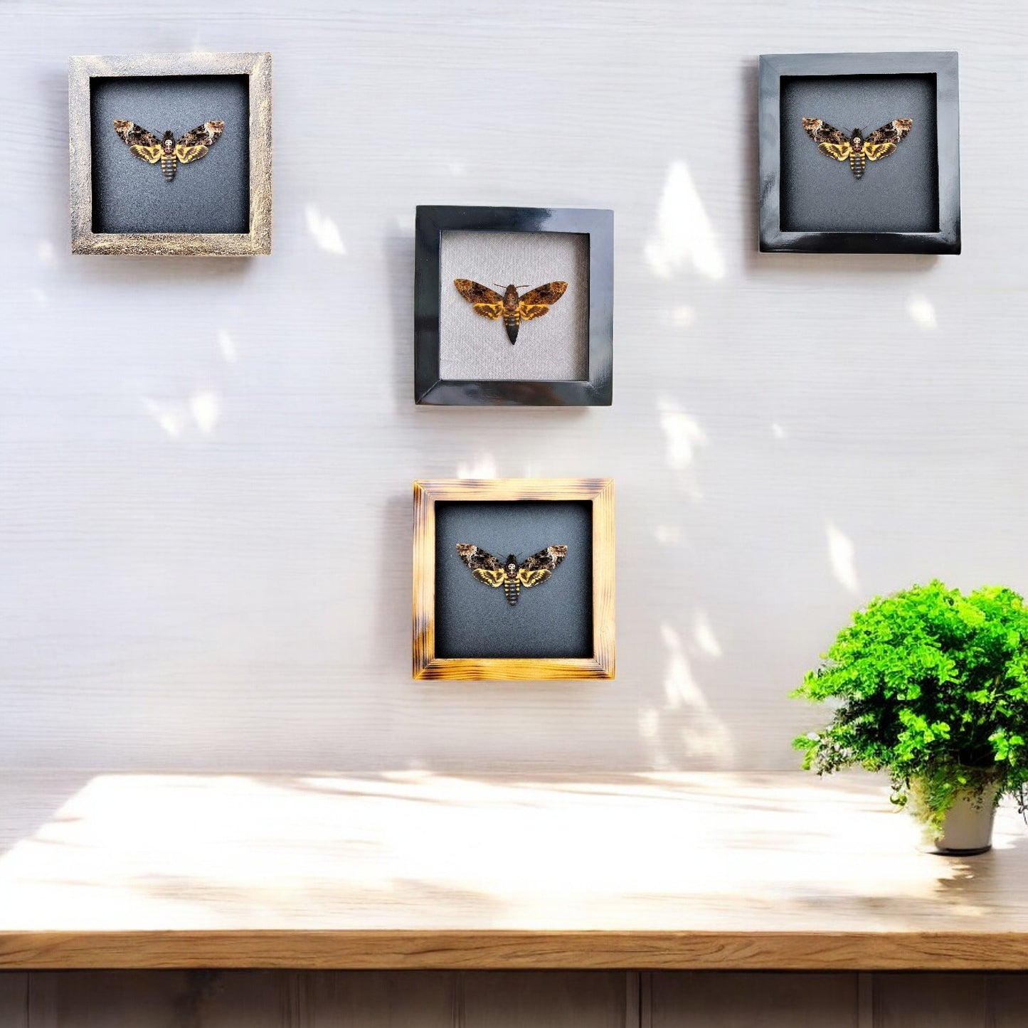 Gothic Wall Décor - Handmade Death Head Moth Frame, Unique Vietnam Butterfly Taxidermy Art