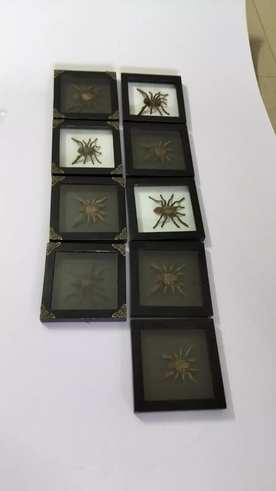 Vietnam Tarantula Frame - Gothic Wall Decor, Handmade Unique Insect Display of Artistic Taxidermy (in US)