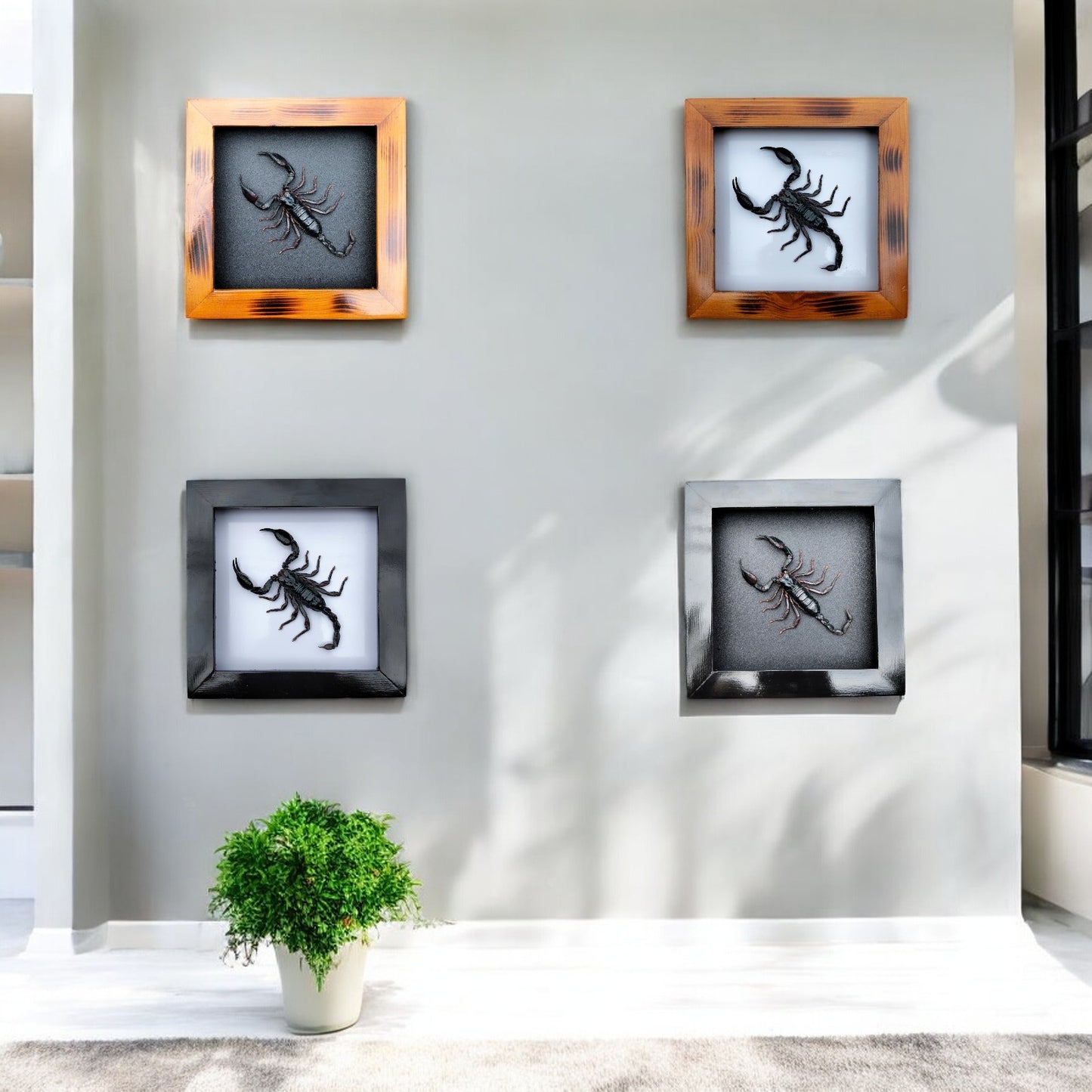 Real Black Scorpion Frame - Taxidermy Spooky Insect Art for Halloween Home Decor, Unique Gift (in US)