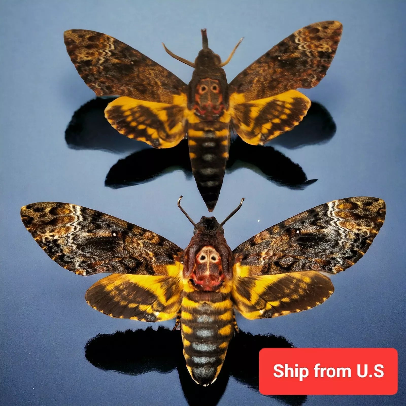 Death’s Head Moth Specimen - Real Vietnam Moth Spread Wings Pack of 4 ...