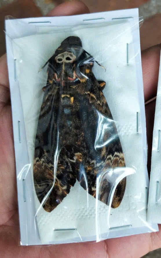 Death Head Moth Specimen - Vietnam Moth Taxidermy, Dried Insect
