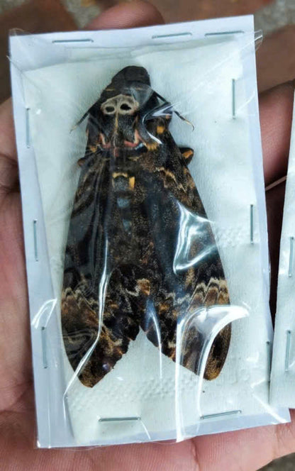 Death Head Moth Specimen - Vietnam Moth Taxidermy, Dried Insect