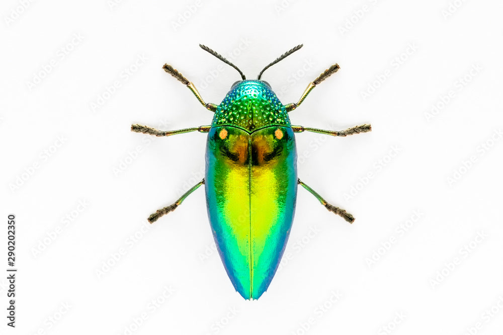 Sternocera aequisignata – Jewel Beetle | Closed Wings Specimen| Dried Taxidermy Specimen for Art, Science, Collection, Oddities Display