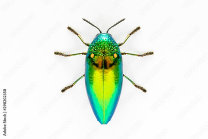 Sternocera aequisignata – Jewel Beetle | Closed Wings Specimen| Dried Taxidermy Specimen for Art, Science, Collection, Oddities Display