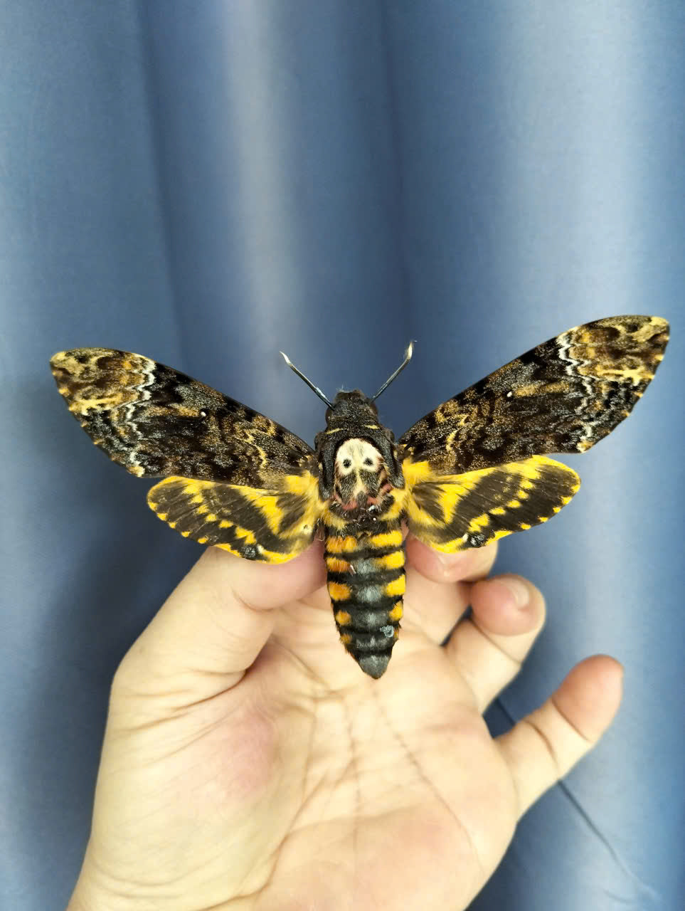 Pack of 10 Death Head Moth Spread Wing  | Acherontia lachesis Specimen | Gothic Insect Display
