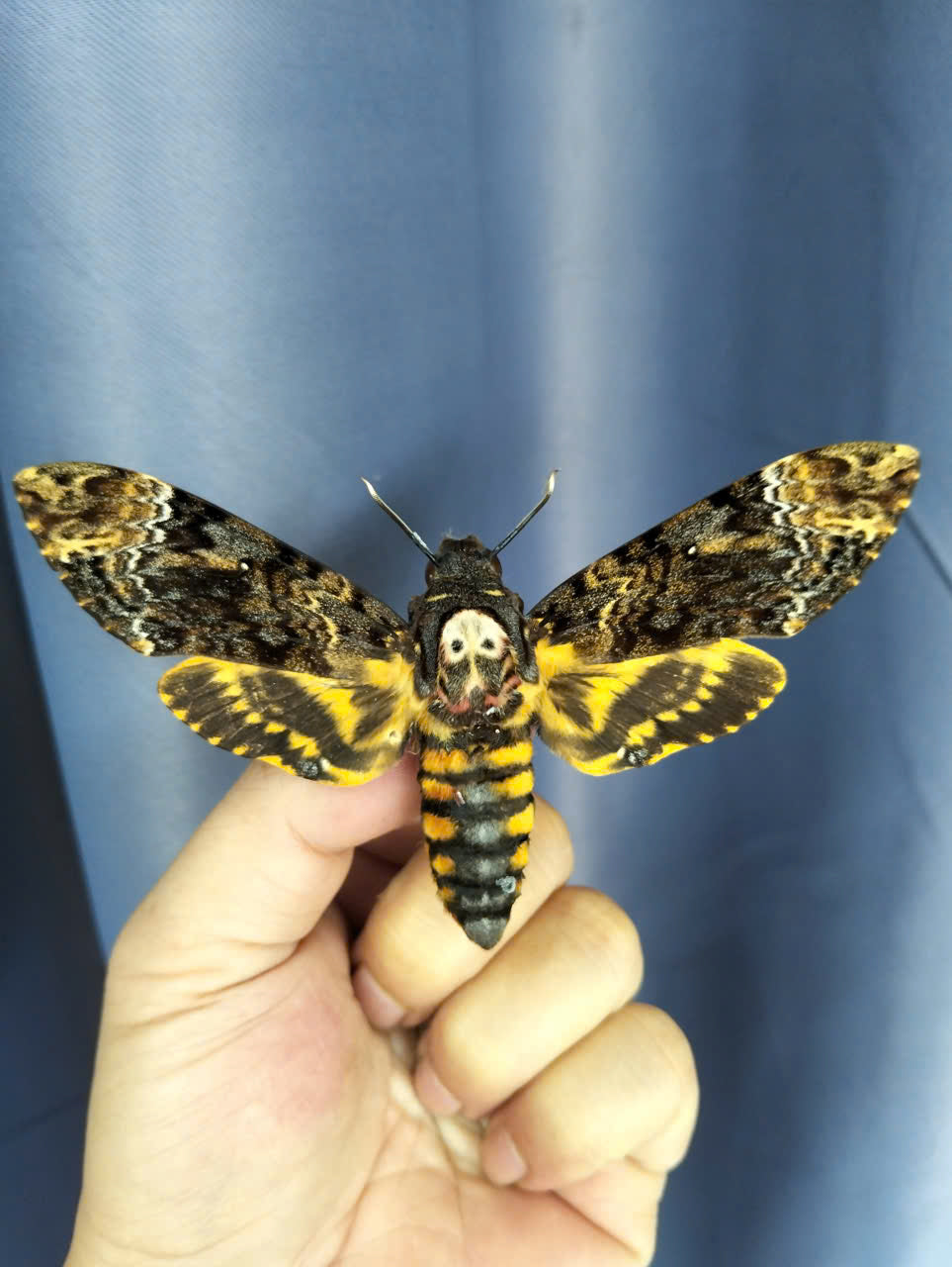 Pack of 2 Death Head Moth CDried Spread-Wing | Acherontia lachesis Specimen | Gothic Insect Display