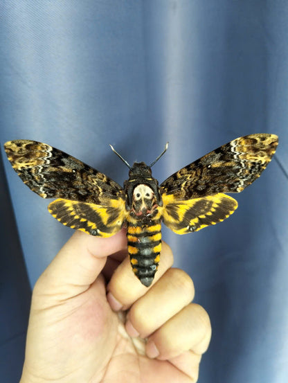 Pack of 2 Death Head Moth CDried Spread-Wing | Acherontia lachesis Specimen | Gothic Insect Display