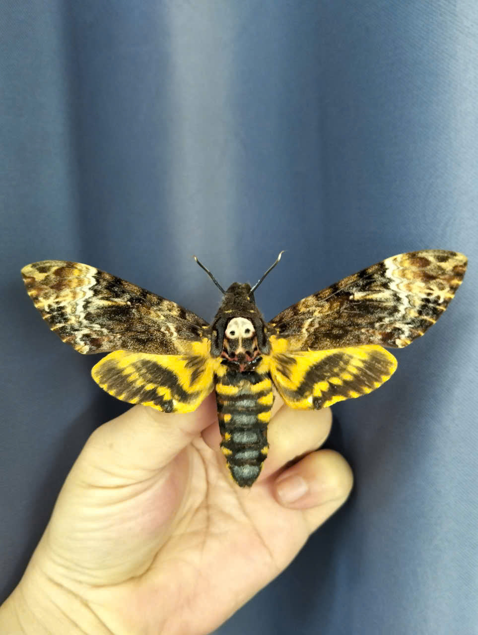 Pack of 2 Death Head Moth CDried Spread-Wing | Acherontia lachesis Specimen | Gothic Insect Display