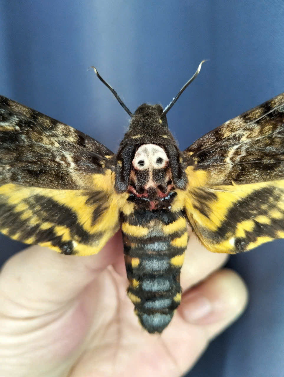 Pack of 2 Death Head Moth CDried Spread-Wing | Acherontia lachesis Specimen | Gothic Insect Display