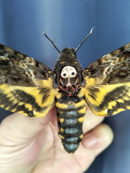 Pack of 2 Death Head Moth CDried Spread-Wing | Acherontia lachesis Specimen | Gothic Insect Display