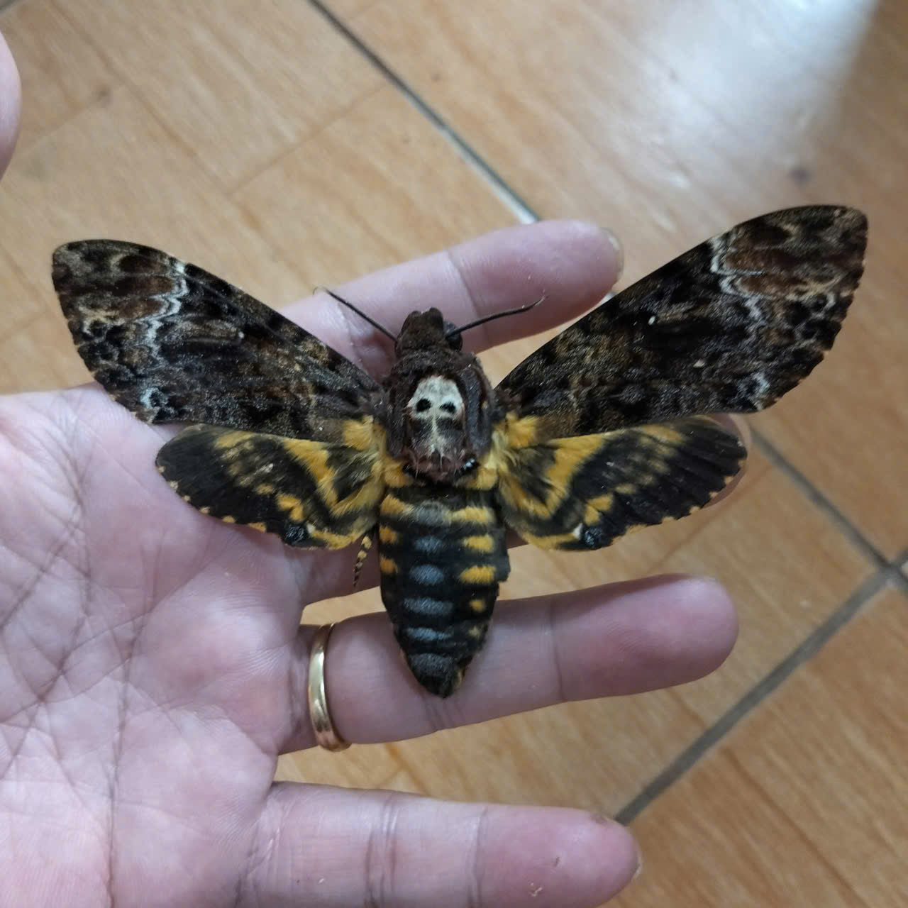 Pack of 2 Death Head Moth CDried Spread-Wing | Acherontia lachesis Specimen | Gothic Insect Display