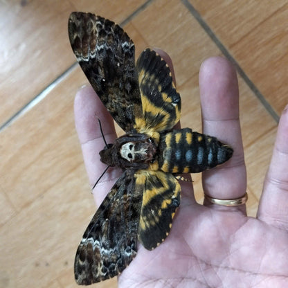 Pack of 2 Death Head Moth CDried Spread-Wing | Acherontia lachesis Specimen | Gothic Insect Display