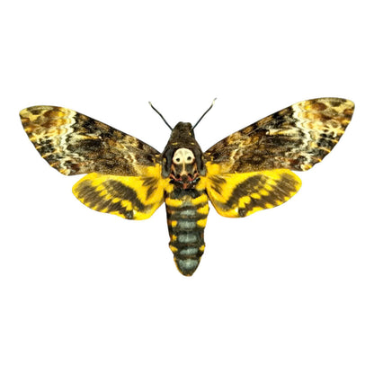 Pack of 2 Death Head Moth CDried Spread-Wing | Acherontia lachesis Specimen | Gothic Insect Display