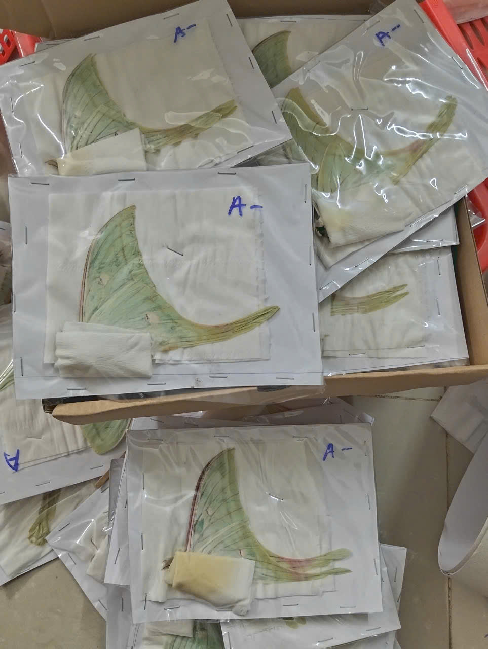 5 Real Male Luna Moth Specimens – A- Quality Dried Actias selene for Framing & Collecting
