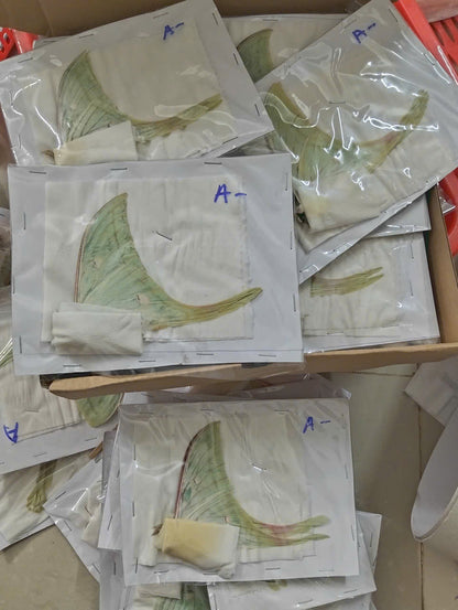 5 Real Male Luna Moth Specimens – A- Quality Dried Actias selene for Framing & Collecting