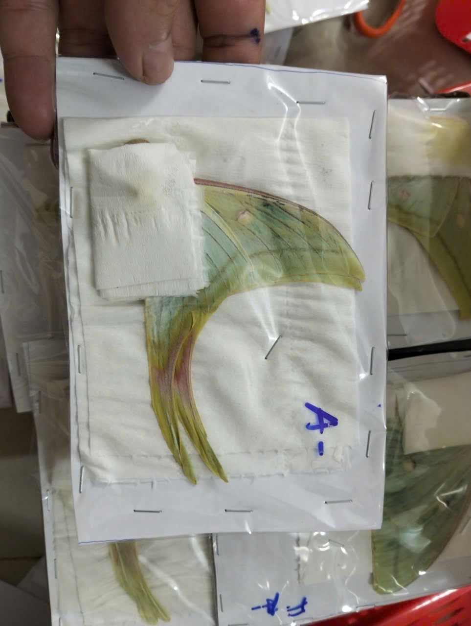 5 Real Male Luna Moth Specimens – A- Quality Dried Actias selene for Framing & Collecting