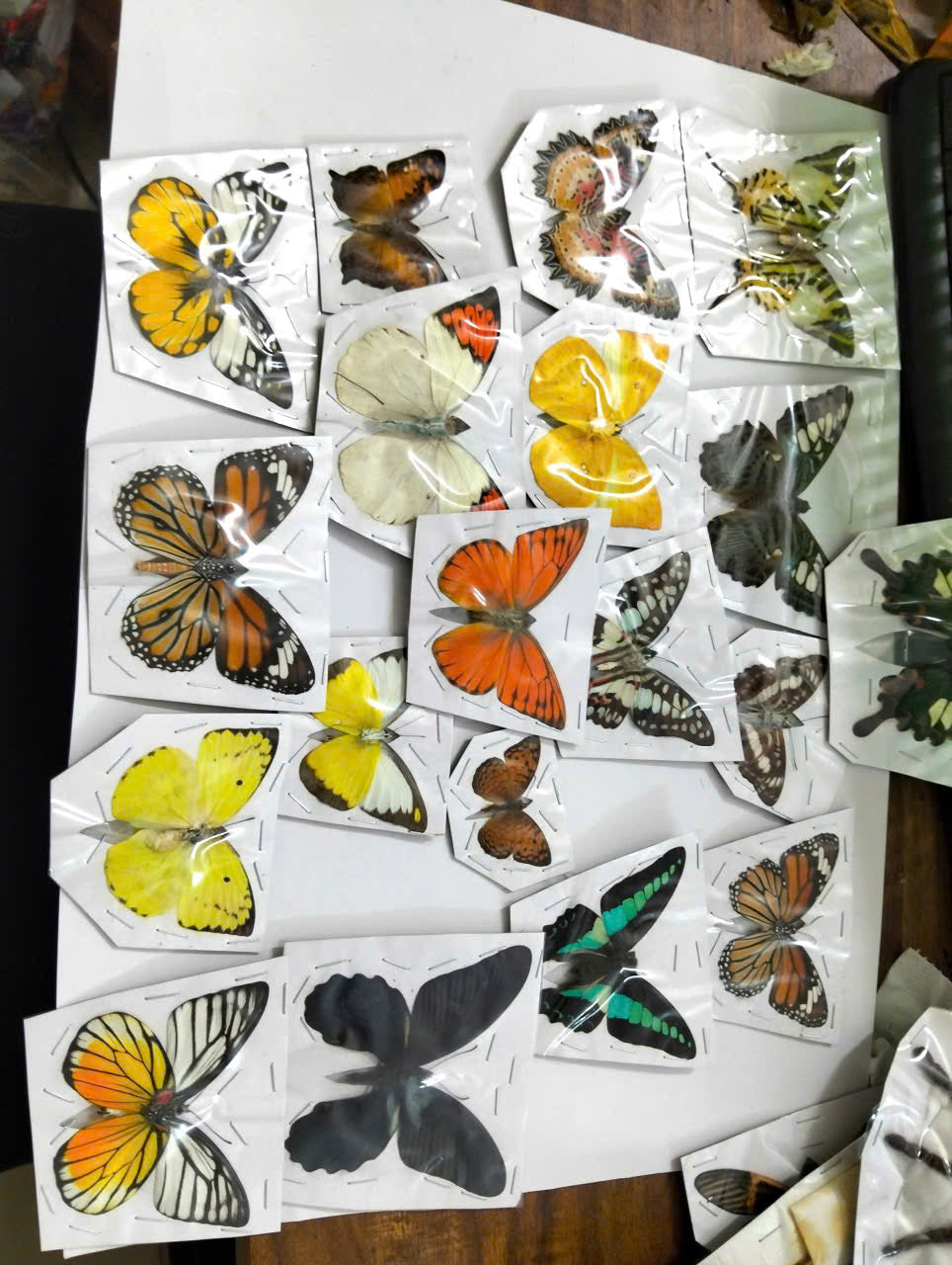 Pack of 15 Real Spread-Wing Butterfly Specimens – Mixed Species Dried Butterflies for Collection, Framing & Art