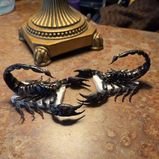 Pack of 2 Real Scorpion Specimens | Heterometrus laoticus | Large Preserved Scorpions for Collection & Display