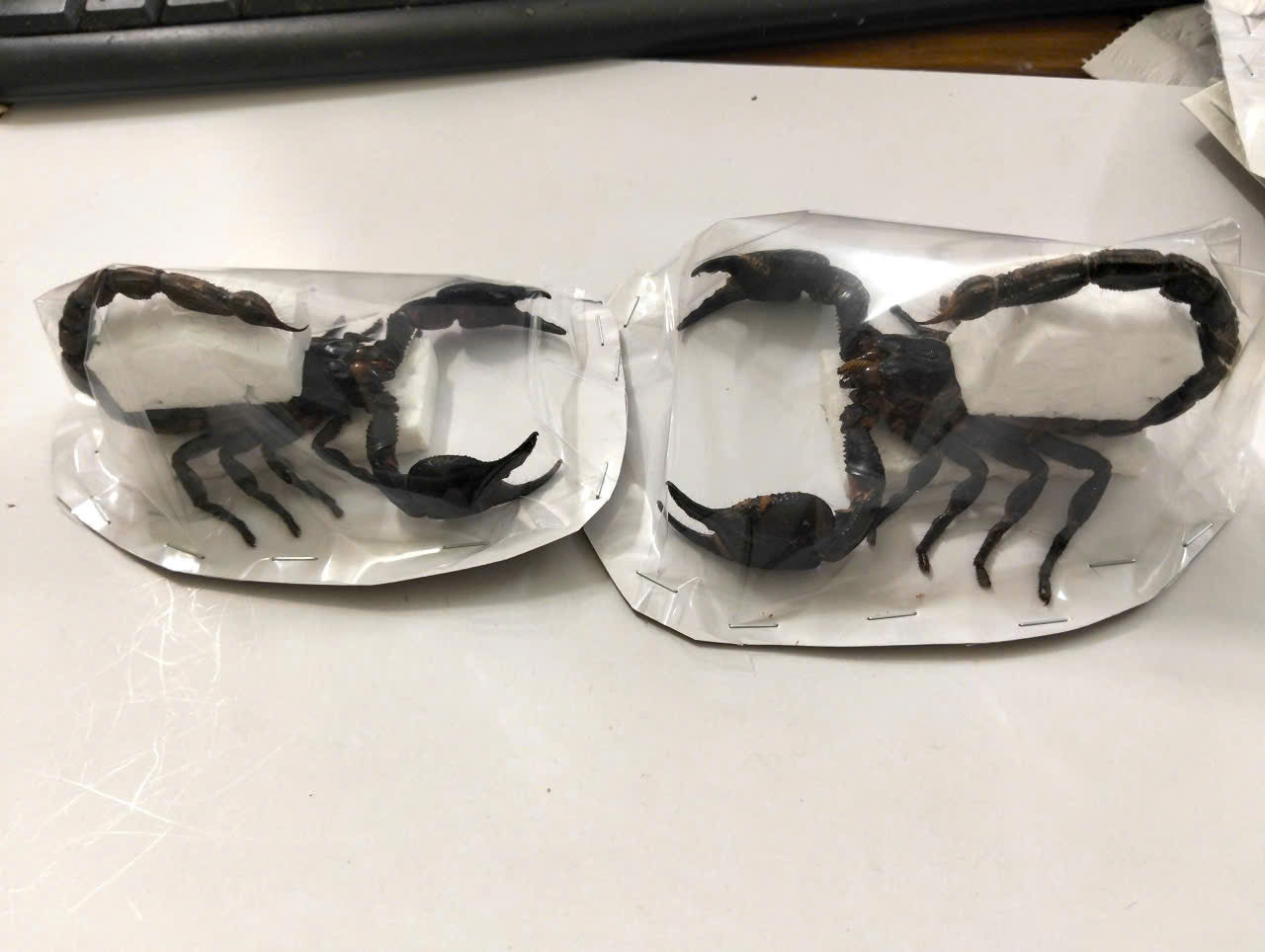 Pack of 2 Real Scorpion Specimens | Heterometrus laoticus | Large Preserved Scorpions for Collection & Display