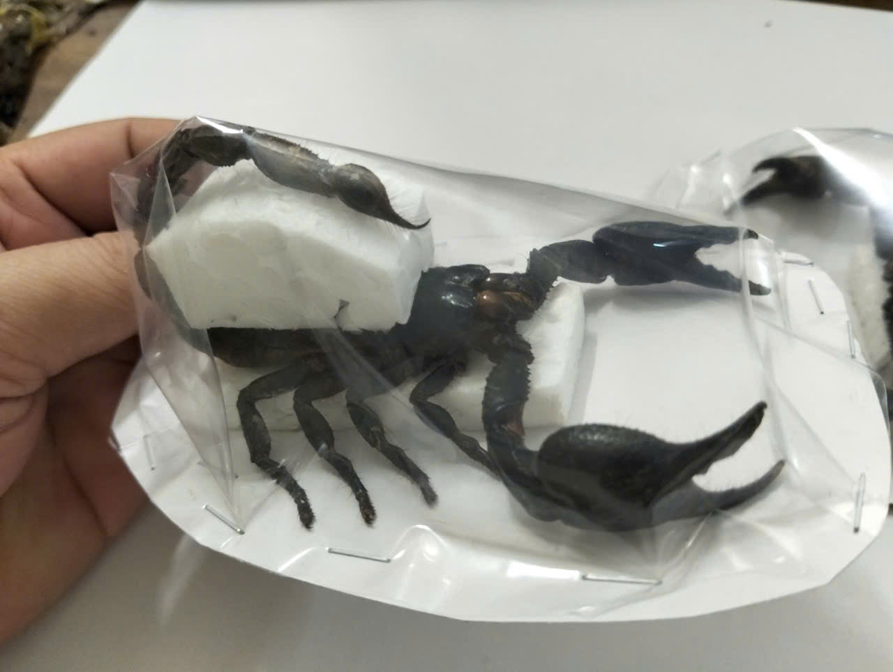 Pack of 2 Real Scorpion Specimens | Heterometrus laoticus | Large Preserved Scorpions for Collection & Display