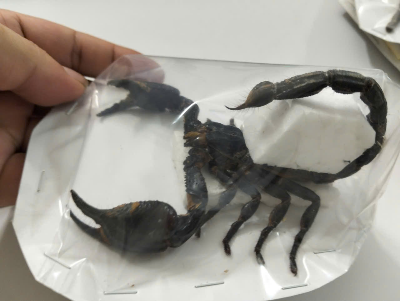 Pack of 2 Real Scorpion Specimens | Heterometrus laoticus | Large Preserved Scorpions for Collection & Display