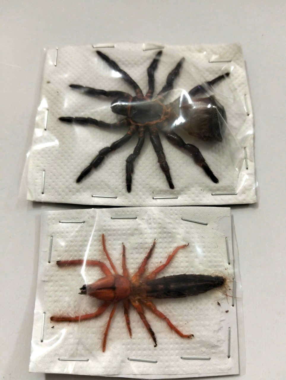 Pack of 2 Dinorhax rostrumpsittaci Camel Spider – Vietnamese Camel Spider Solifugae Specimens