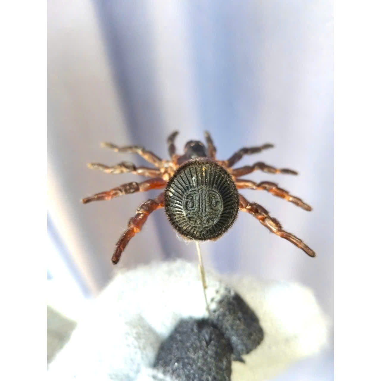 Pack of 2  Real Trapdoor Spider Specimens – Preserved Arachnid Specimens for Collectors and Natural History Display, Cyclocosmia ricketti