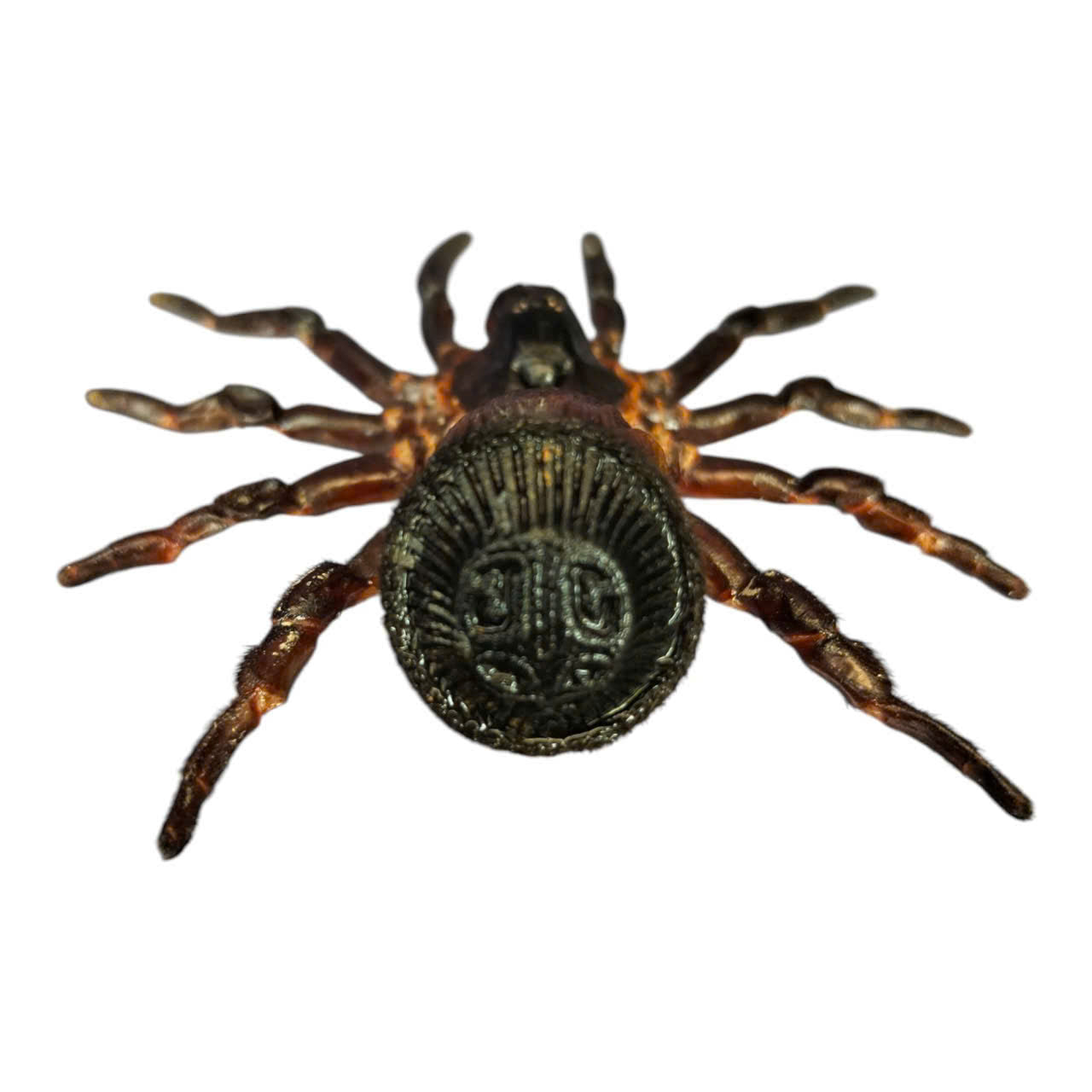 Pack of 2  Real Trapdoor Spider Specimens – Preserved Arachnid Specimens for Collectors and Natural History Display, Cyclocosmia ricketti