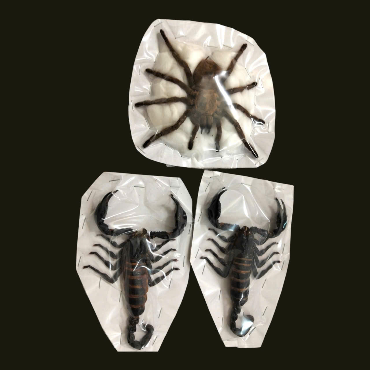 Pack of 3 Real Tarantula & Scorpion Specimens – Dried Spider & Scorpion Insects for Display & Collection
