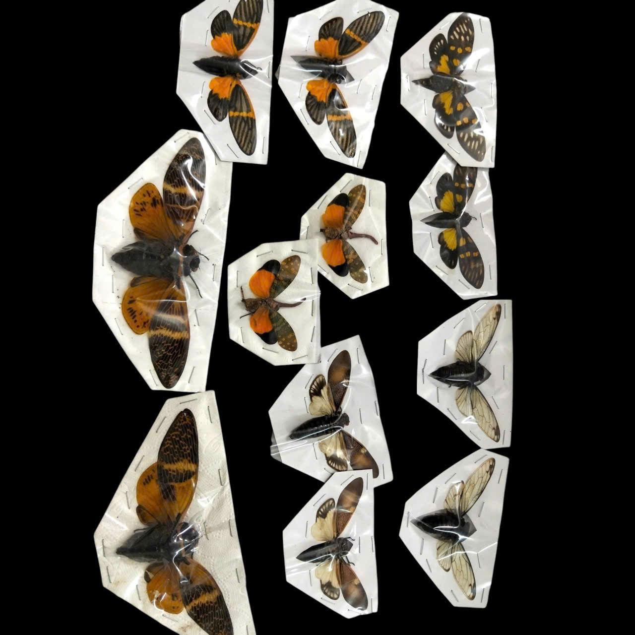 Pack of 12 Real Cicada Specimens – Dried Cicadas for Insect Collection, Display & Art