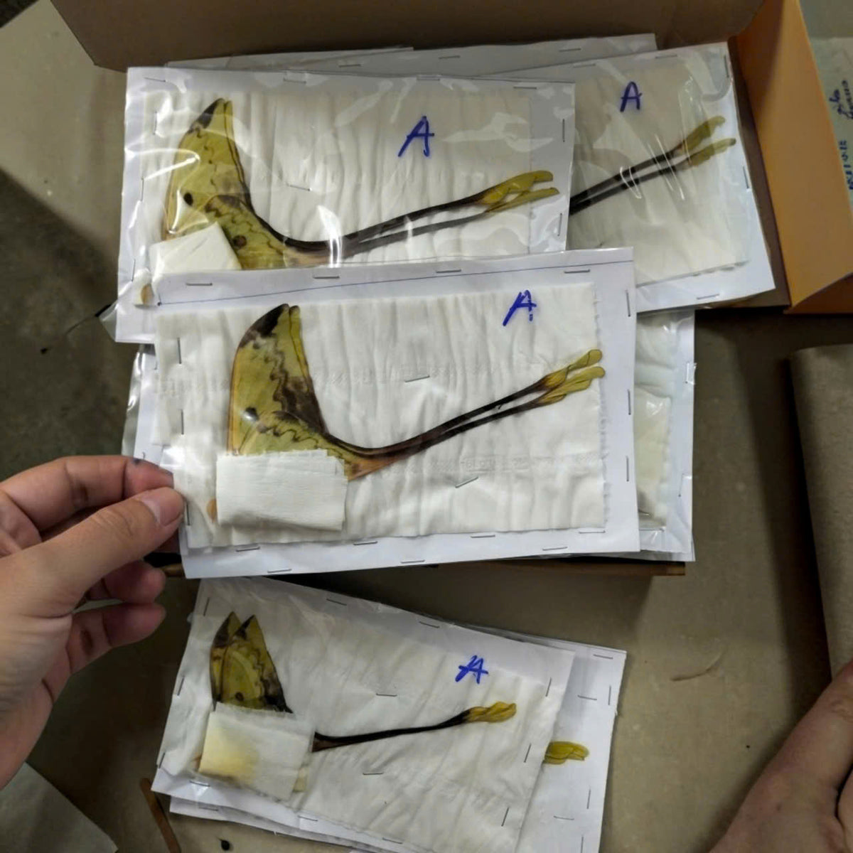 Pack of 2 Real Actias maenas Moth Specimens – A1- Quality Dried Closed-Wing Moths