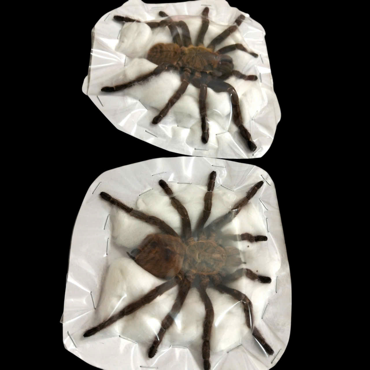 Pack of 2 Real Tarantula Specimens – Haplopelma longipes | Dried Spread-Leg Spiders for Collection & Display