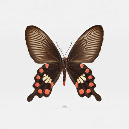 Pack of 2 Common Rose Butterfly Specimen, Pachliopta aristolochiae, Real Spread Wing Butterfly for Collection and Display