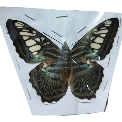 Pack of 2 Clipper Butterflies – Parthenos sylvia, Real Spread Wing Specimens
