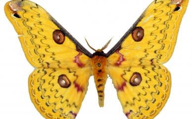 Loepa formosensis - Real Saturniidae Moth - Wings Closed - Dry Specimen - Exotic Silk Moth - Insect Taxidermy Collectible