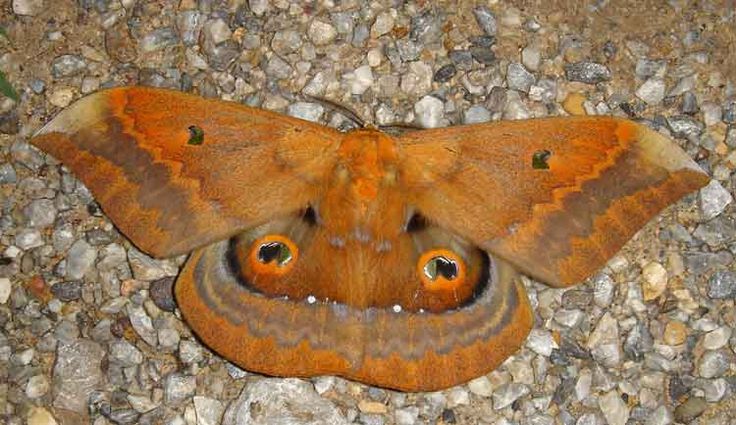 Salassa thespis - Real Moth Specimen - Wings Closed - Dry Saturniidae Taxidermy - Exotic Silkmoth - Rare Collectible