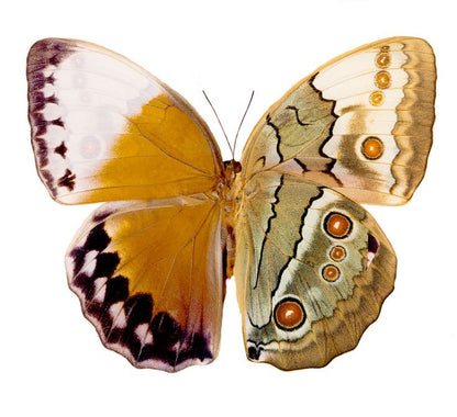 Stichophthalma fruhstorferi - Real Butterfly Specimen - Wings Closed - Dry Taxidermy - Rare Exotic Collectible (in u.s)