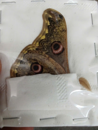 Saturnia sinanna - Real Moth Specimen - Wings Closed - Dry Saturniidae Taxidermy - Exotic Silkmoth - Rare Collectible