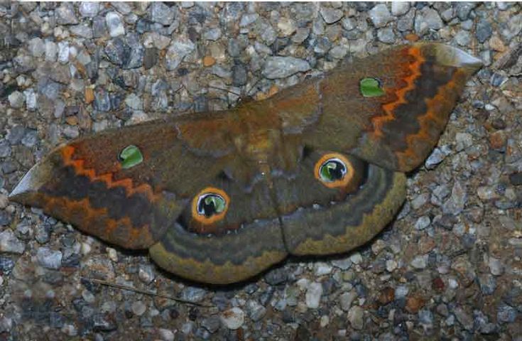 Salassa thespis - Real Moth Specimen - Wings Closed - Dry Saturniidae Taxidermy - Exotic Silkmoth - Rare Collectible