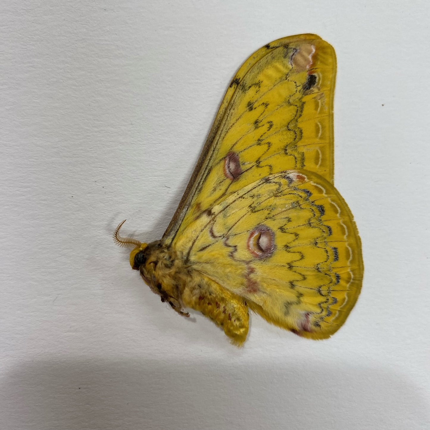 Loepa formosensis - Real Saturniidae Moth - Wings Closed - Dry Specimen - Exotic Silk Moth - Insect Taxidermy Collectible