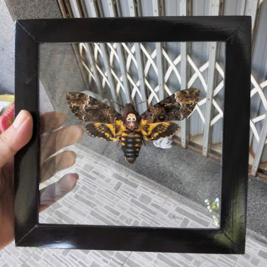 Death's Head Moth Floating Frame - Real Acherontia Taxidermy Dried Insect for Modern Home Décor