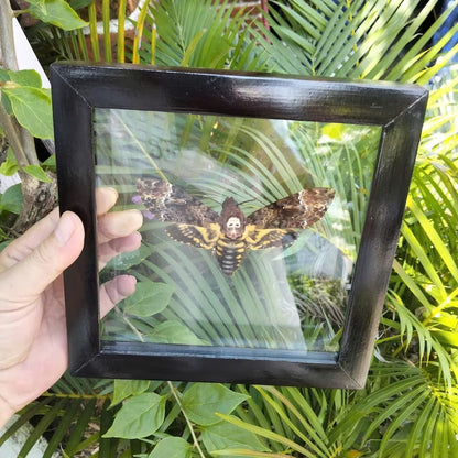 Death's Head Moth Floating Frame - Real Acherontia Taxidermy Dried Insect for Modern Home Décor