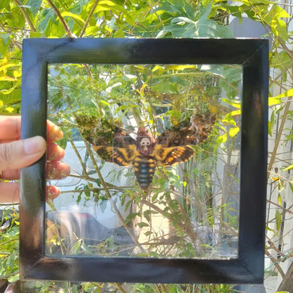 Death's Head Moth Floating Frame - Real Acherontia Taxidermy Dried Insect for Modern Home Décor