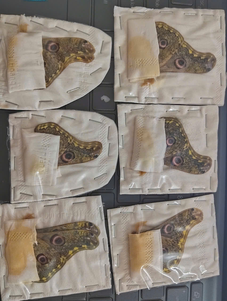 Saturnia sinanna - Real Moth Specimen - Wings Closed - Dry Saturniidae Taxidermy - Exotic Silkmoth - Rare Collectible