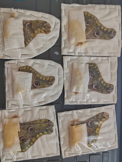 Saturnia sinanna - Real Moth Specimen - Wings Closed - Dry Saturniidae Taxidermy - Exotic Silkmoth - Rare Collectible