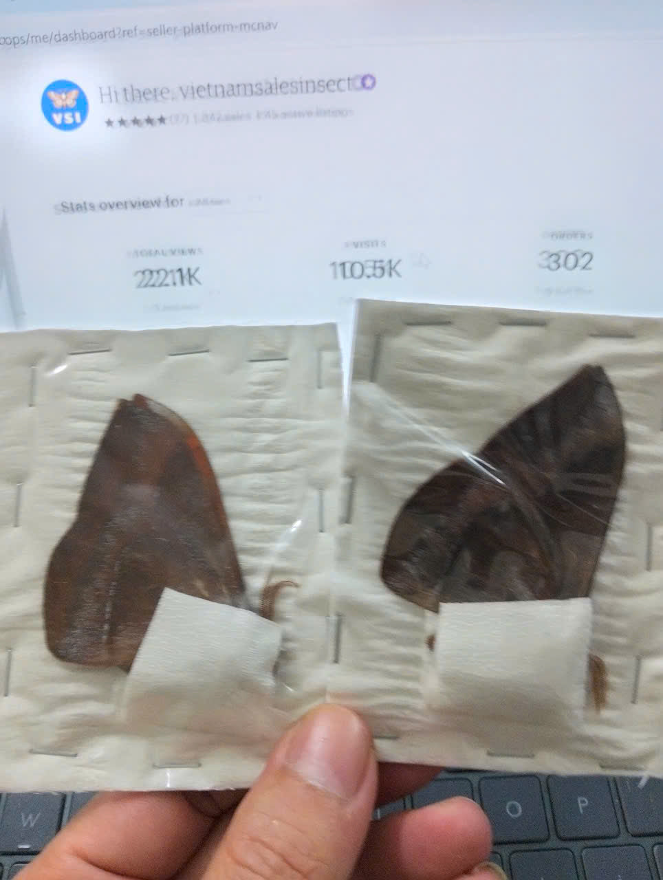 Salassa thespis - Real Moth Specimen - Wings Closed - Dry Saturniidae Taxidermy - Exotic Silkmoth - Rare Collectible