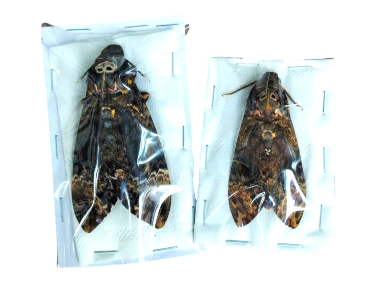 Death Head Moth Specimen - Vietnam Moth Taxidermy, Dried Insect