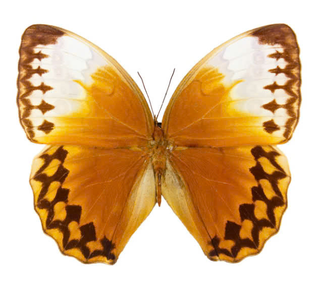 Stichophthalma fruhstorferi - Real Butterfly Specimen - Wings Closed - Dry Taxidermy - Rare Exotic Collectible (in u.s)