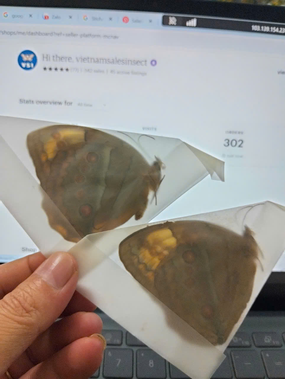 Stichophthalma fruhstorferi - Real Butterfly Specimen - Wings Closed - Dry Taxidermy - Rare Exotic Collectible (in u.s)