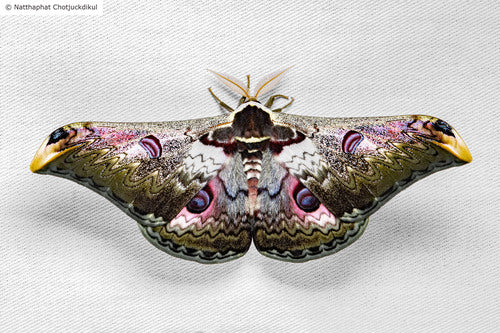 The Saturnia moth Rinaca zuleika | wings closed (unspread) Display| Dried Taxidermy Specimen for Art, Science, Collection, Oddities Display
